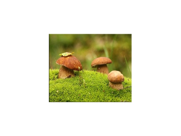 Правила сбора грибов. Съедобные, несъедобные и ядовитые грибы